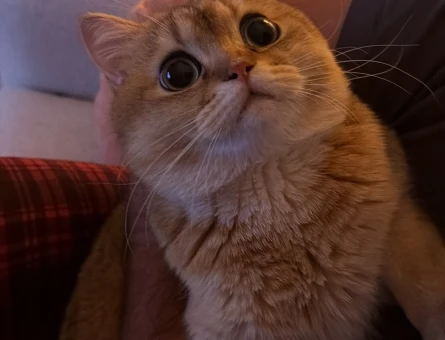 British shorthair oğlumuza eş arıyoruz - 118984725