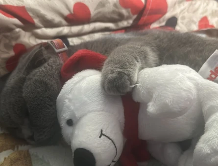 Scottish Fold 1 Yaşında Eş Arıyor - 118984727
