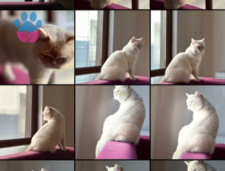 Tecrübeli oğluma kraliçe arıyoruz.