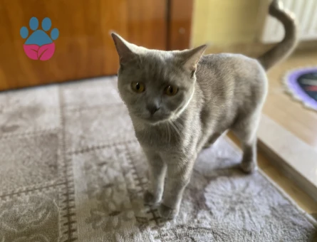 British Shorthair ( Kahve )