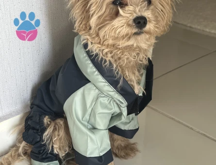Toy Poodle Köpeğime Eş Arıyorum