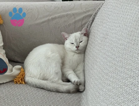 Güzel kızıma sağlıklı yakışıklı bir oğlan arıyorum