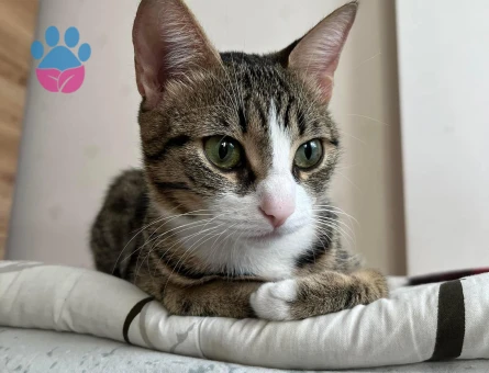 Güzeller güzeli 13 aylik disi kizimiza yakisikli aday ariyoruz