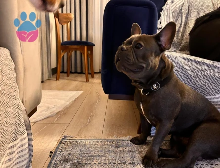 Blue French Eş Arıyor