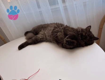 Britsh shorthair Kahverengi