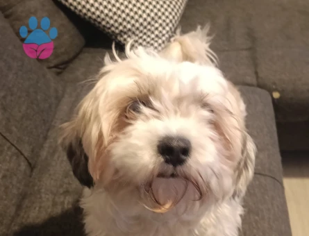 Dişi Maltipo İçin Eş Ariyoruz