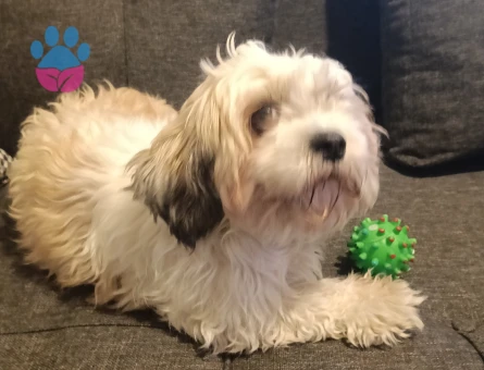 Dişi Maltipo İçin Eş Ariyoruz