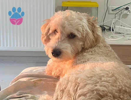 Maltipoo oğluma eş arıyorum.