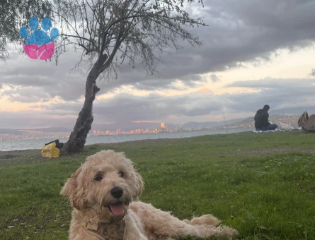 Maltipoo oğluma eş arıyorum.