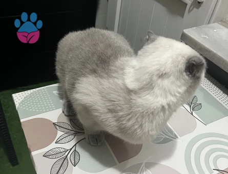 3 yasindaki Maşa eş ariyor