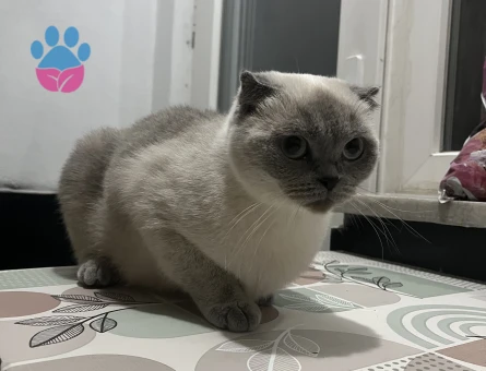 3 yasindaki Maşa eş ariyor