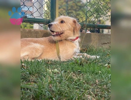 TOPRAK - Terrier Golden kırması - ERKEK