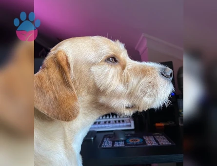 TOPRAK - Terrier Golden kırması - ERKEK