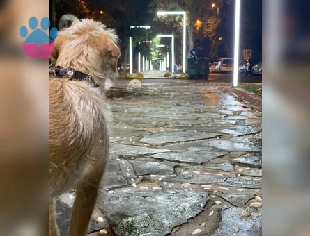 TOPRAK - Terrier Golden kırması - ERKEK