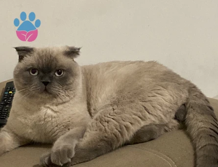 scottish fold bluepoint