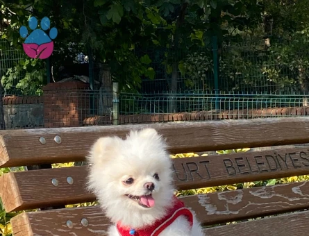 Oğlum pamuğa eş arıyorum 2 yaşında pomeranıanboo