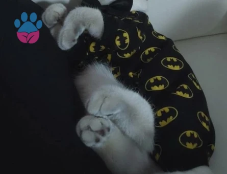 Alfa Gojo Bey Esini Arıyor 🤍