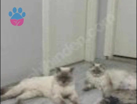 Alfa Gojo Bey Esini Arıyor 🤍