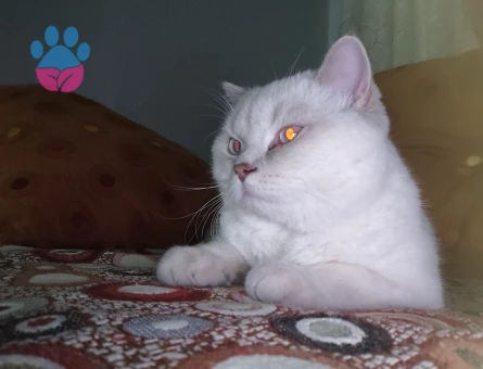 Alfa Gojo Bey Esini Arıyor 🤍