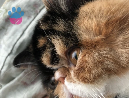 Güzeller güzeli kızıma eş arıyorum