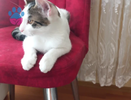 Tekir Erkek Kedime Eş Arıyorum