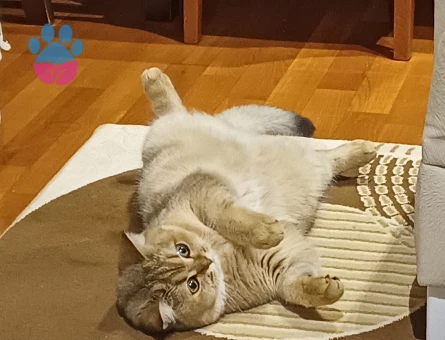 British golden shaded kızıma damat arıyorum 🤭