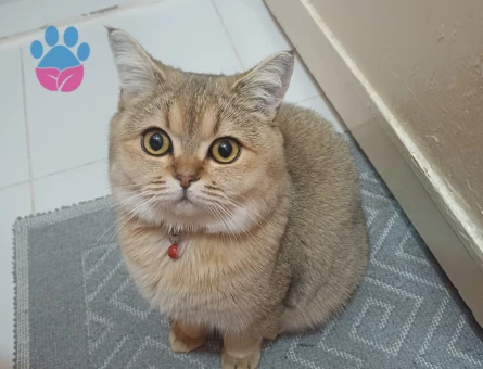 British golden shaded kızıma damat arıyorum 🤭