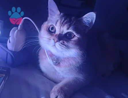 British golden shaded kızıma damat arıyorum 🤭