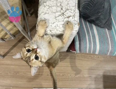 British Oğluşuma eş arıyoruzzz