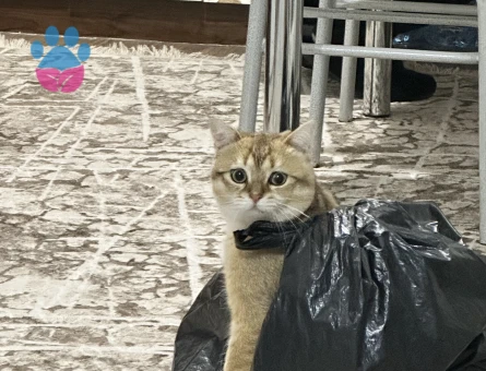 British Oğluşuma eş arıyoruzzz