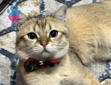 British Oğluşuma eş arıyoruzzz