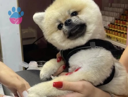 Pomeranian Boo Oğluma Eş Arıyorum