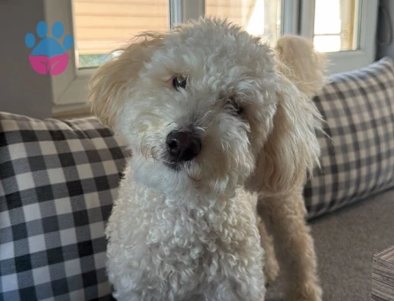 Erkek toy poodle çoçuğum için dişi arıyorum.