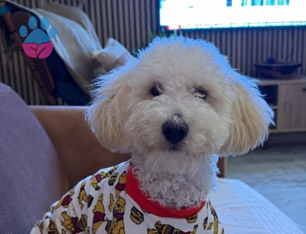 Erkek toy poodle çoçuğum için dişi arıyorum.