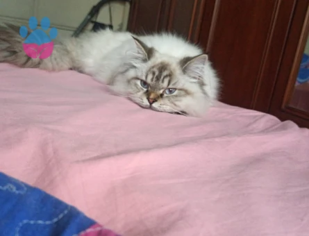 British Longhair Dünya