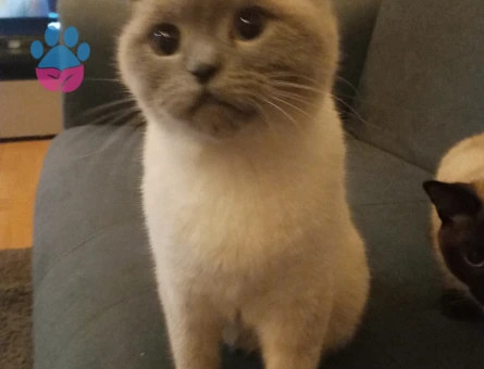 British Shorthair Kızıma Damat Arıyorum