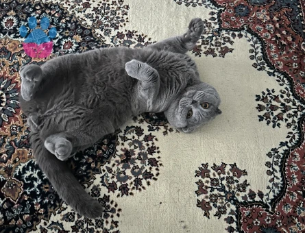 Scottish Fold 1,5 Yaşında Eş Arıyor