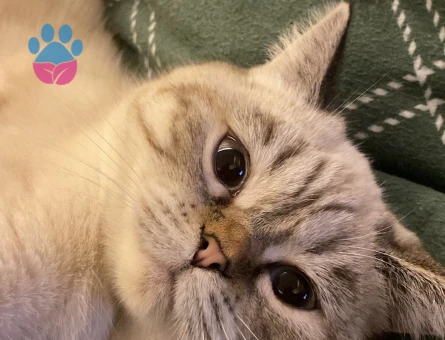 8 Aylık British Bluepoint Eş Arıyor