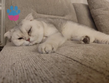 Scottish Fold 2 Yaşında Acil Paşama Eş Arıyorum