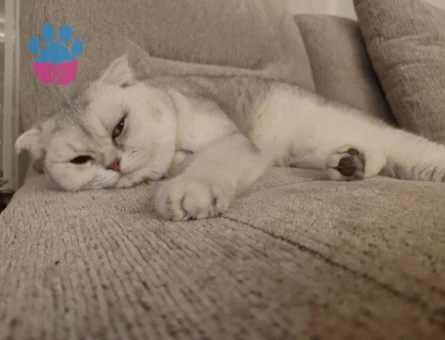 Scottish Fold 2 Yaşında Acil Paşama Eş Arıyorum