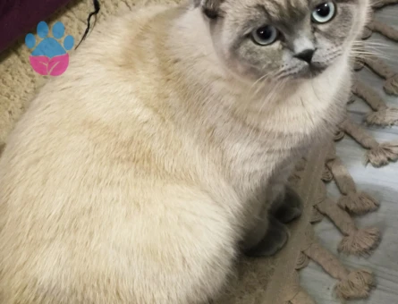 Scottish Fold iki buçuk yaşında Eş Arıyorum