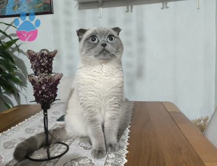 Scottish Fold iki buçuk yaşında Eş Arıyorum
