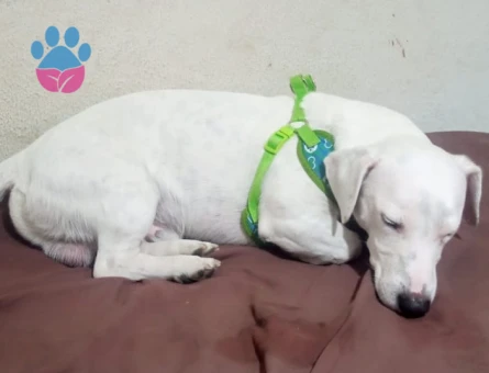 Jack Russel 2 Yaşında Eş Arıyor