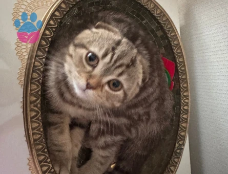 Erkek scottish fold kedime dişi arıyorum