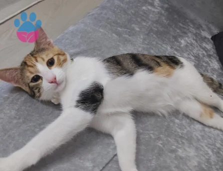 Calico (Patiska) İnci kızıma eş arıyorum