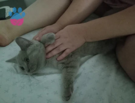 Dişi kedime eş ariyorum