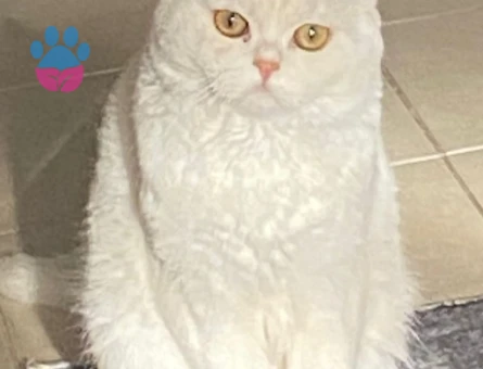 Oğlumuz Pamuk kızanda Dişi Eş Arıyoruz.