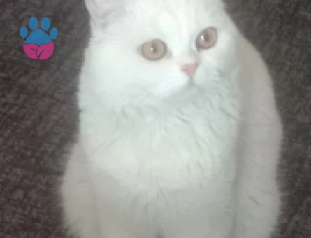 Oğlumuz Pamuk kızanda Dişi Eş Arıyoruz.