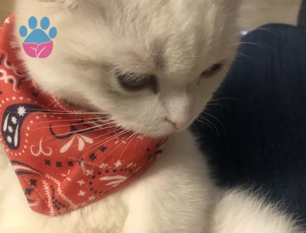 Scottish Fold Oğlumuza Eş Arıyoruz