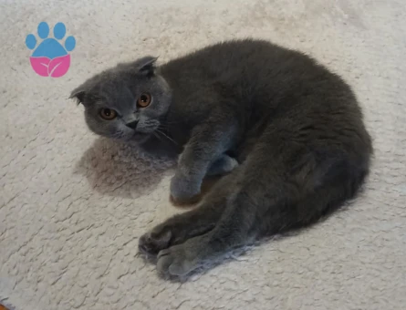 Scottish Dişi Kedimize Damat Arıyoruz :)